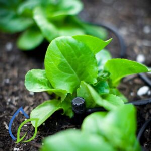 gemuesegarten bewaesserung gemüsegarten