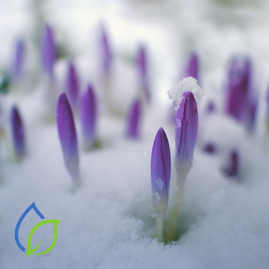 krokusse stecken die köpfe durch den schnee bewaesserung im fruehling