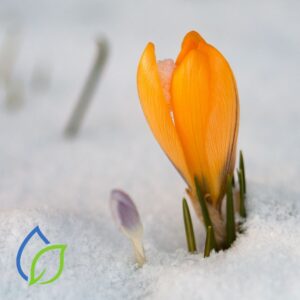 Bewässerungsanlagen & Smart-Garden-Systeme - krokus wächst aus dem schnee im garten