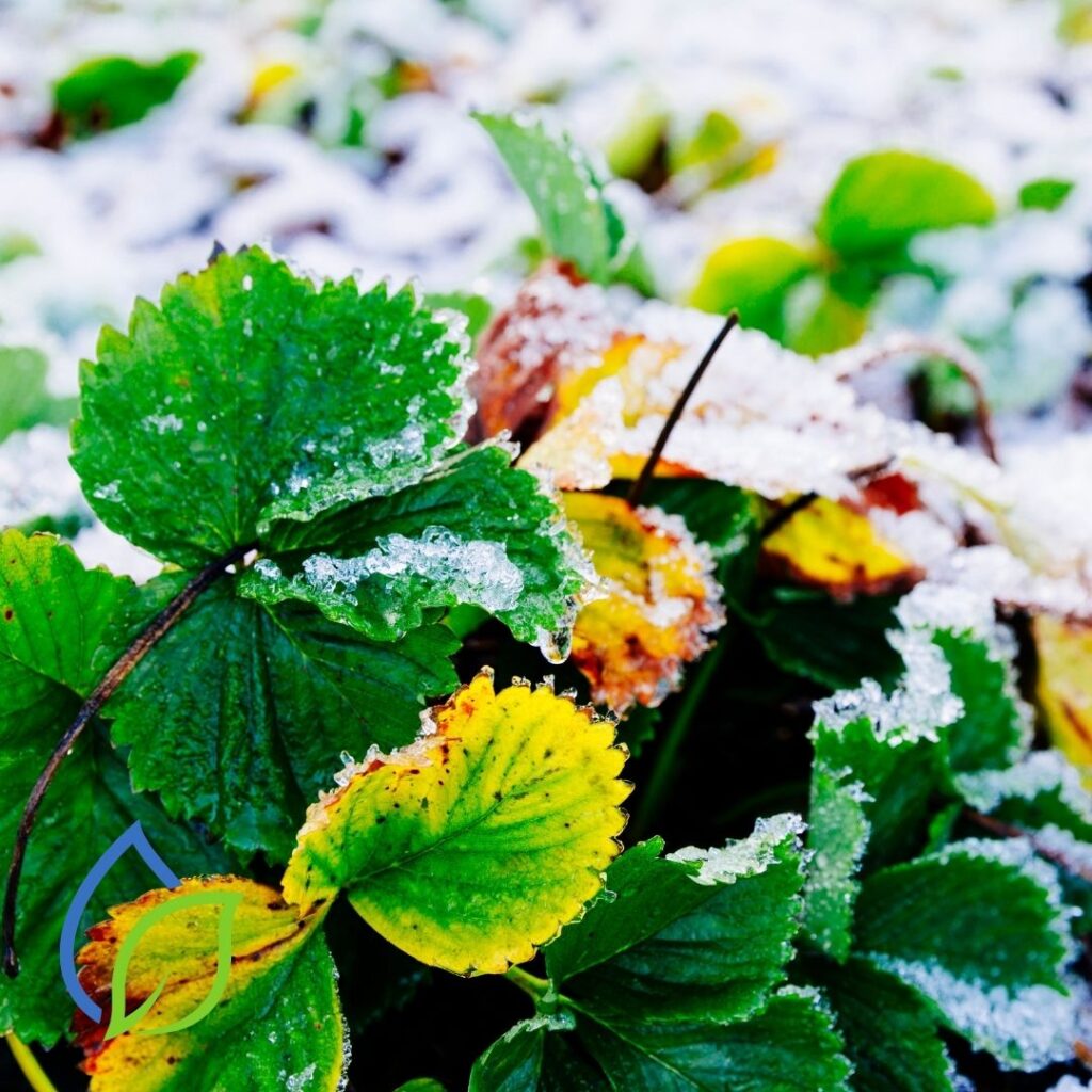 Erdbeerbeet mit Schnee