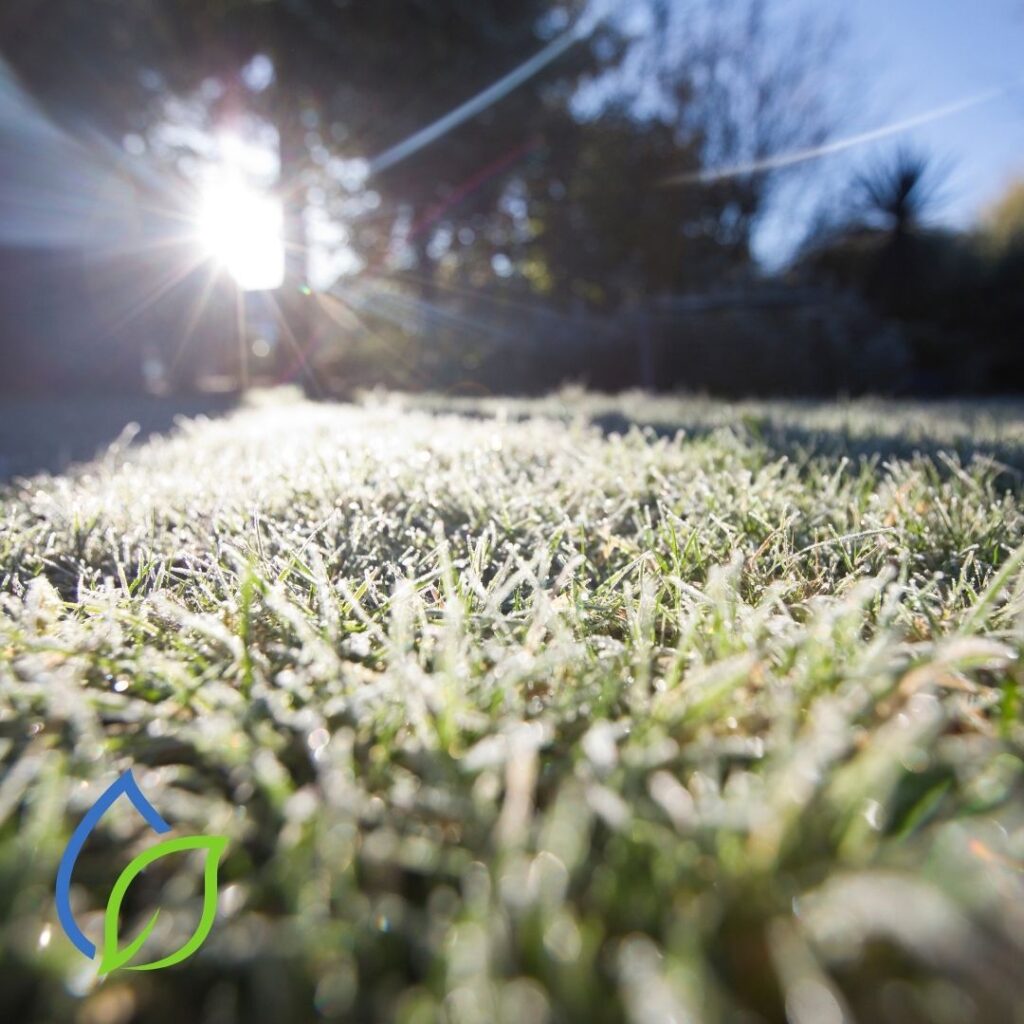 rasenflaeche im winter_die sonne scheint durch die bäume