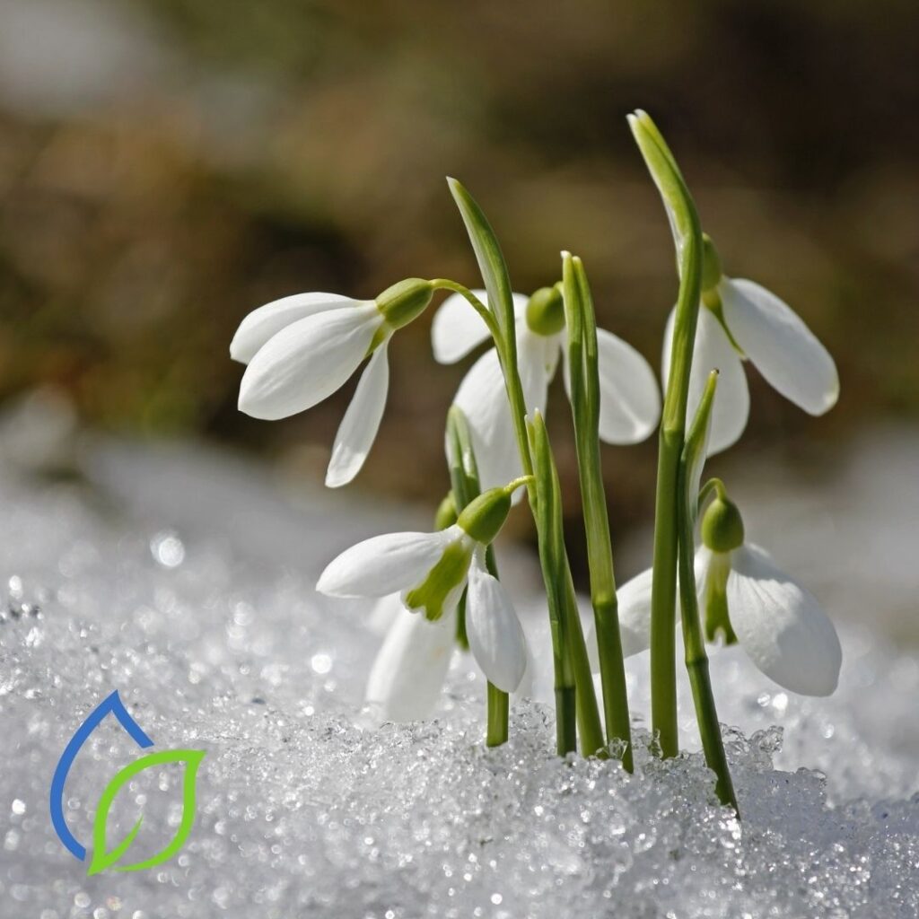 fruehlingsstart im garten_maiglöckchen guckt aus dem schnee